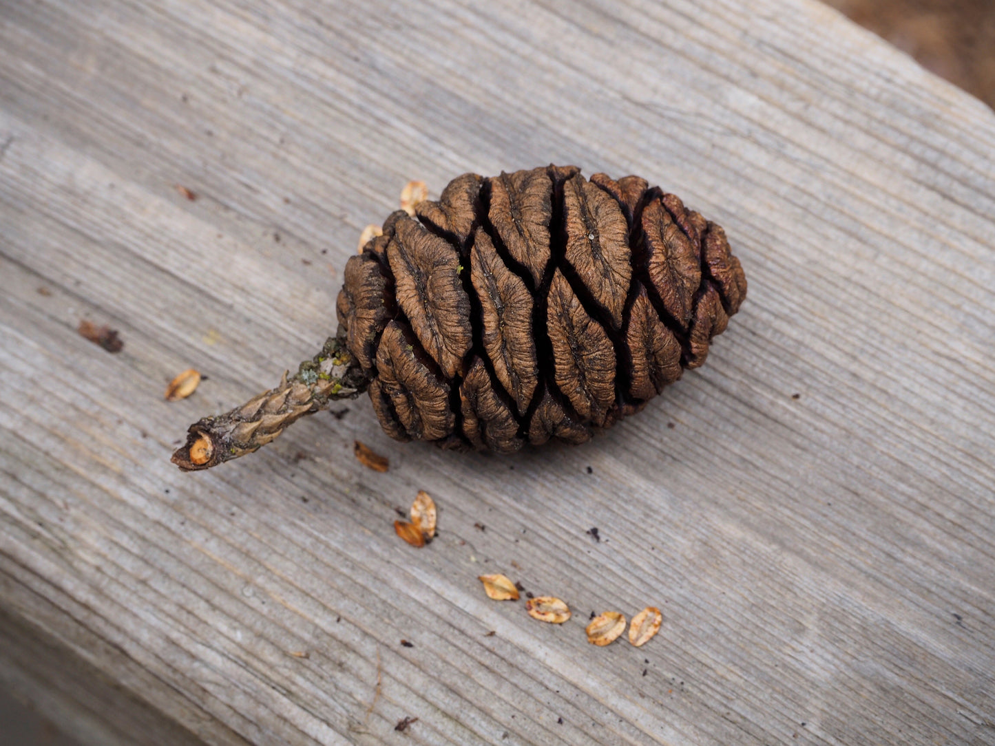 Giant Sequoia 20 Seeds Sequoiadendron Giganteum