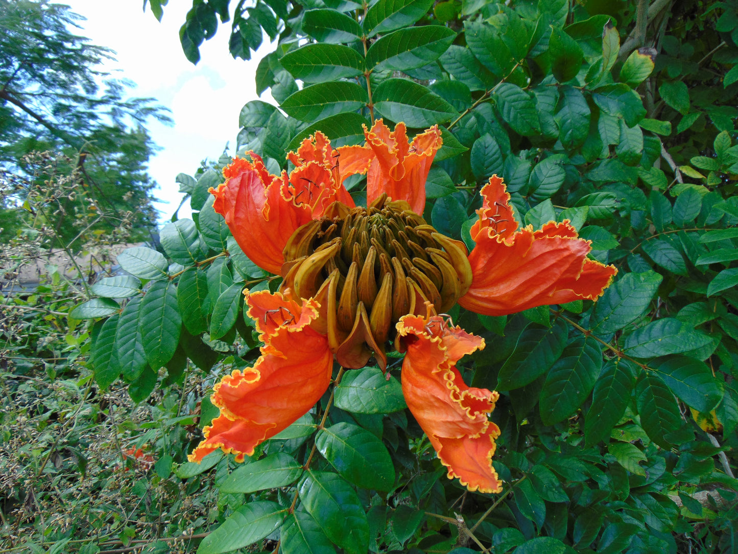African Tulip Tree  20 Seeds  Spathodea campanulata