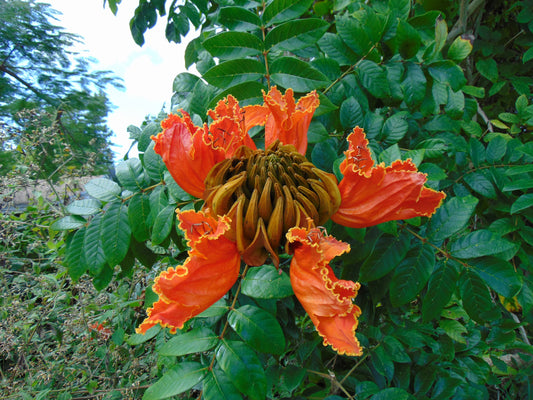 African Tulip Tree  20 Seeds  Spathodea campanulata