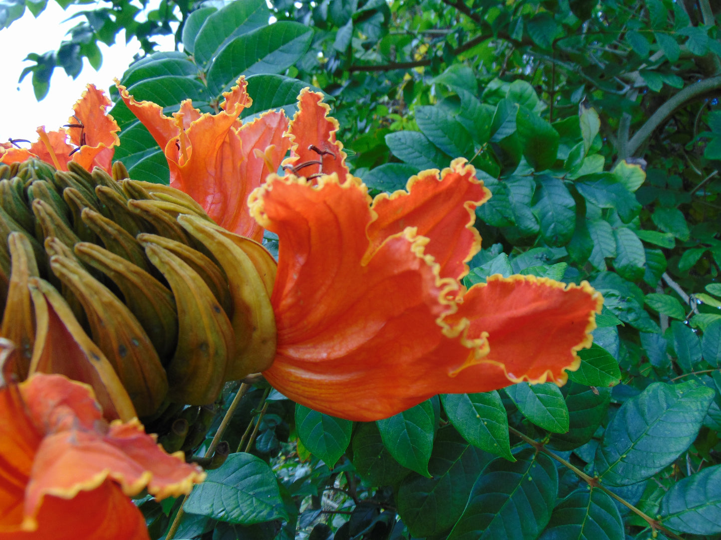 African Tulip Tree  20 Seeds  Spathodea campanulata