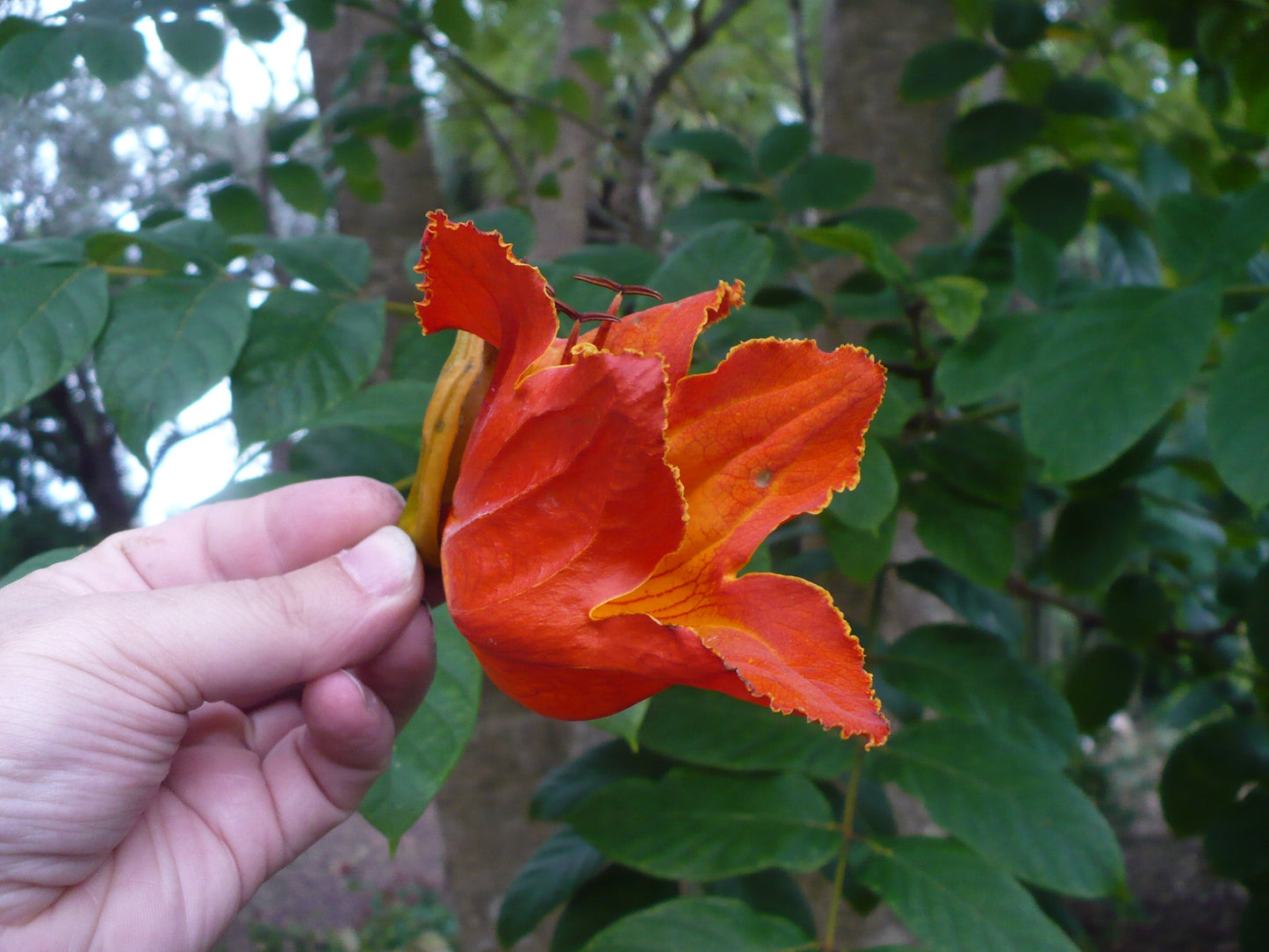 African Tulip Tree  20 Seeds  Spathodea campanulata