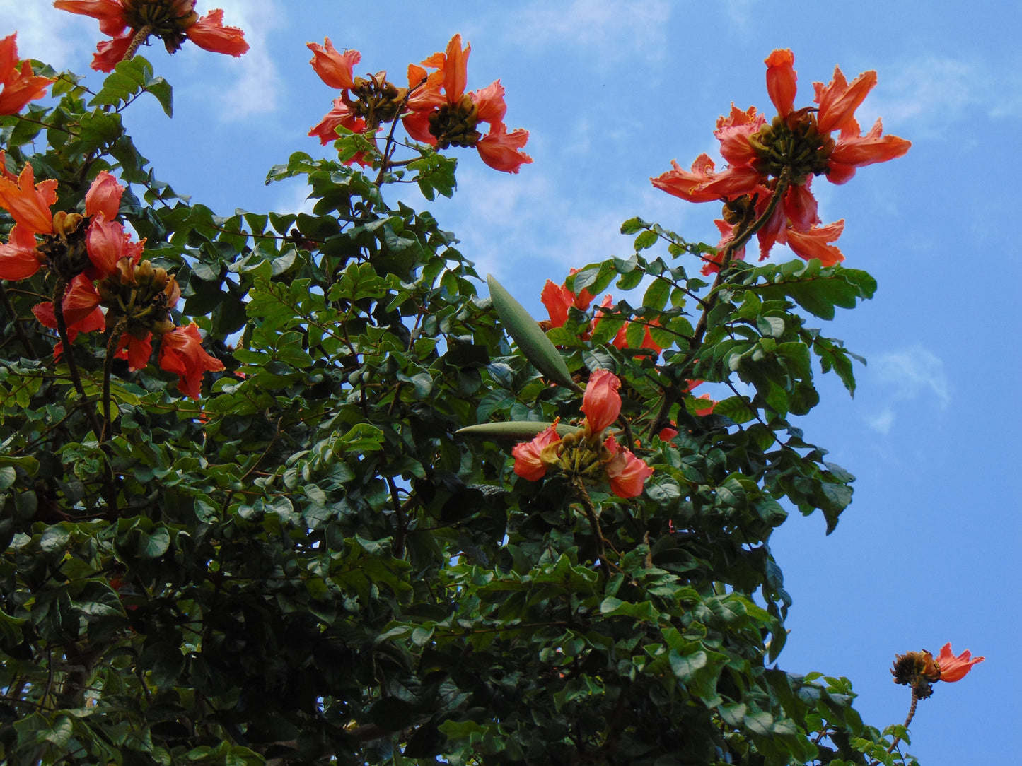 African Tulip Tree  20 Seeds  Spathodea campanulata