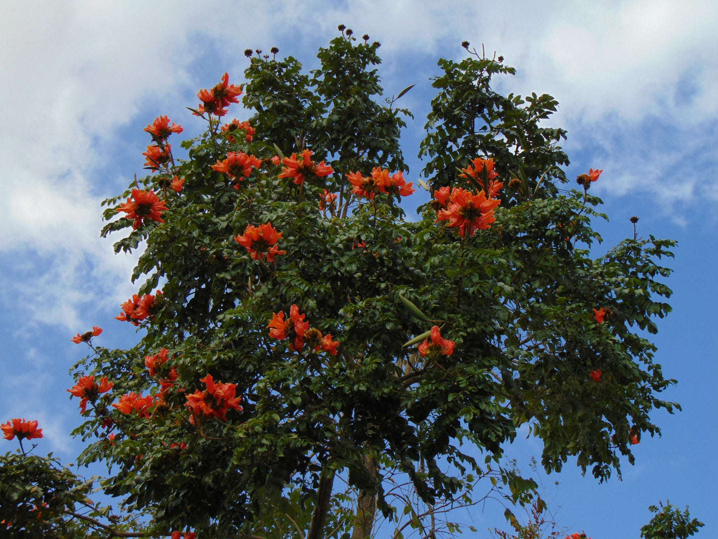 African Tulip Tree  20 Seeds  Spathodea campanulata