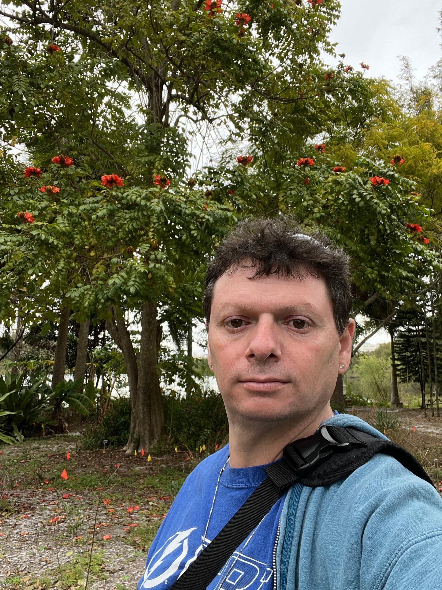 African Tulip Tree  20 Seeds  Spathodea campanulata