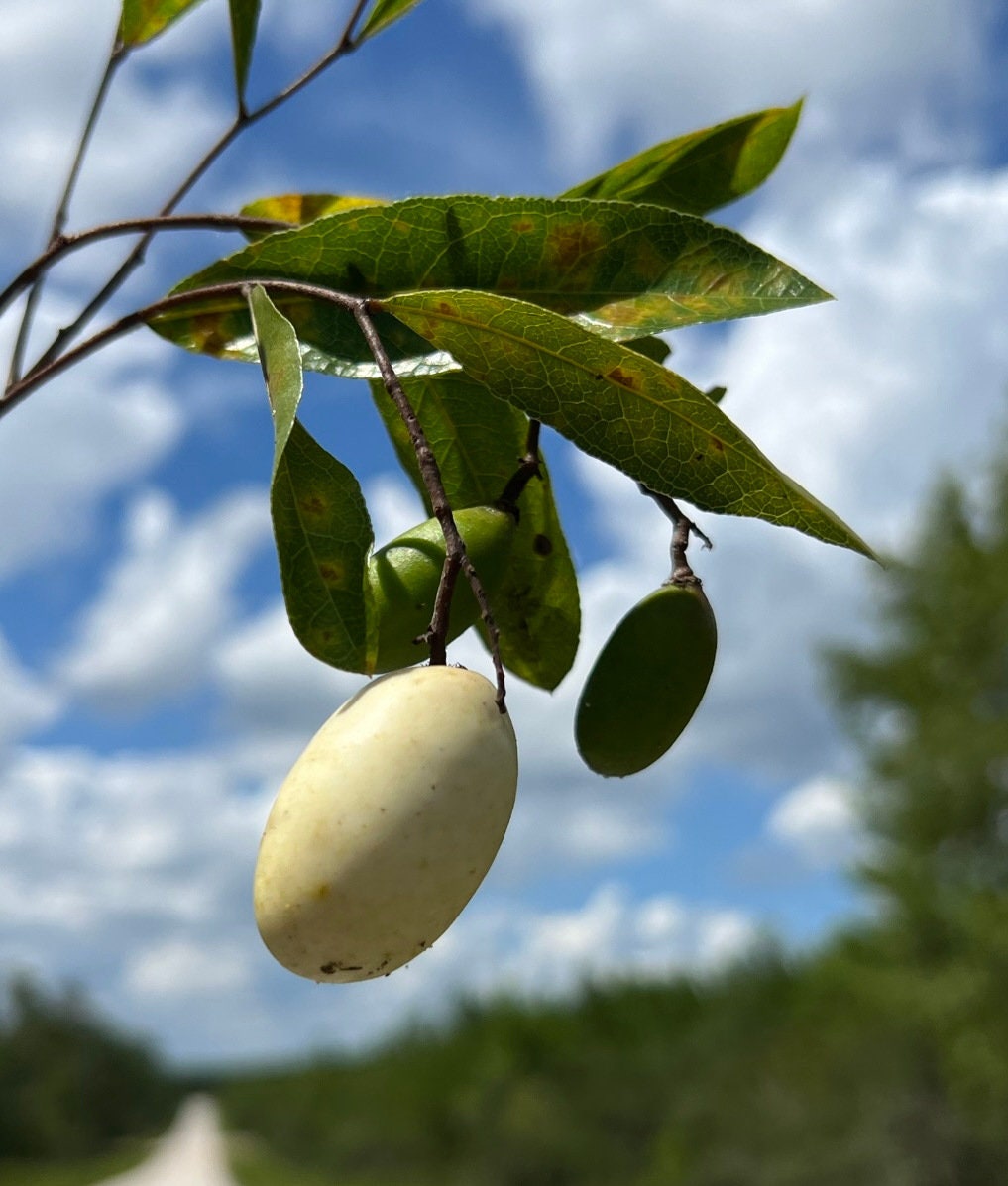 Gopher Apple  Licania michauxii  10 Seeds