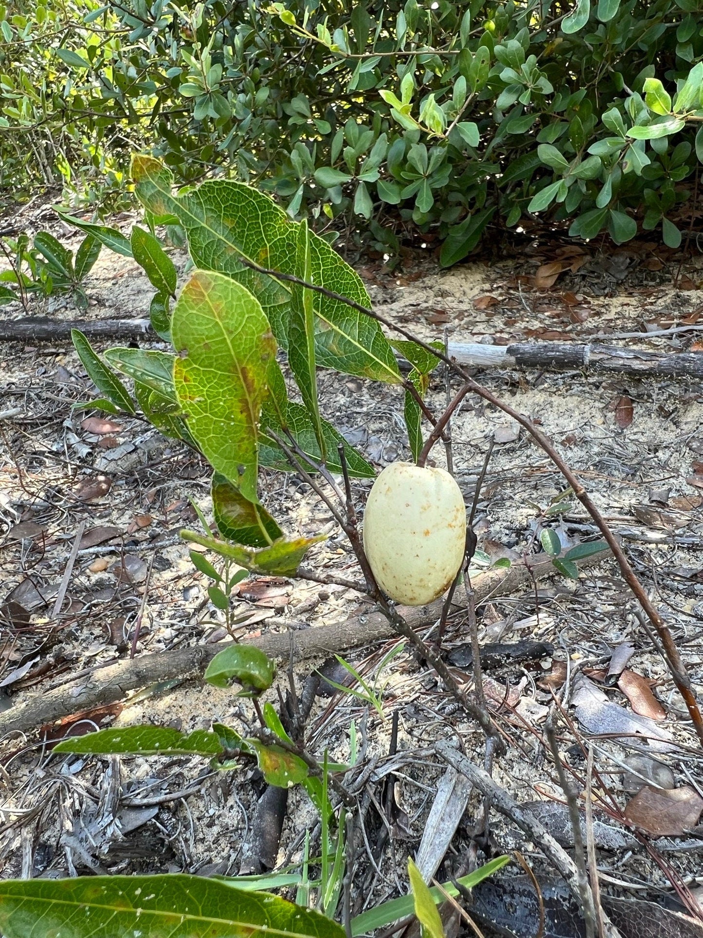 Gopher Apple  Licania michauxii  10 Seeds
