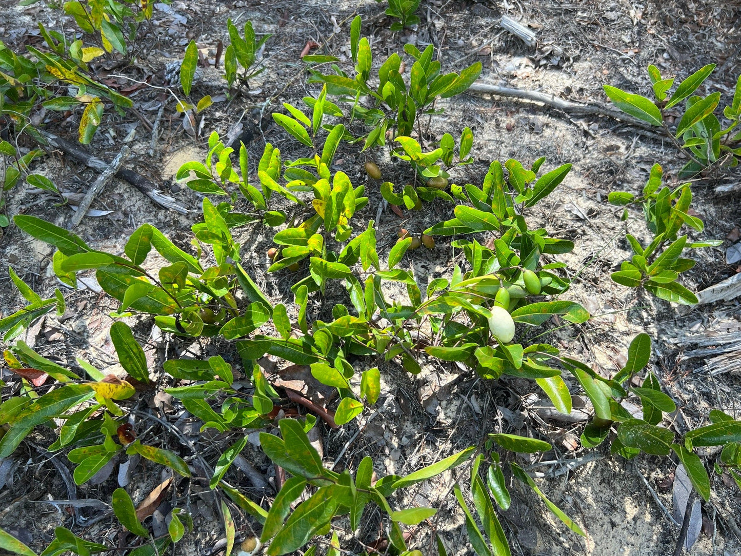 Gopher Apple  Licania michauxii  10 Seeds