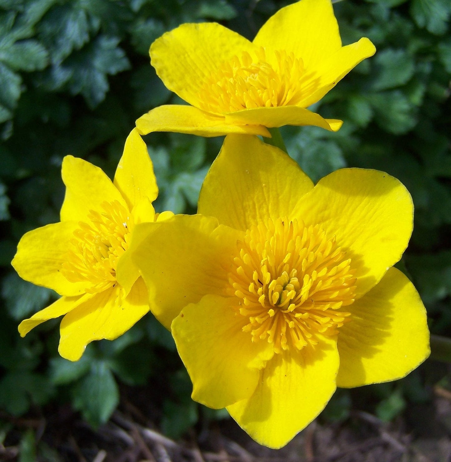 Marsh Marigold  20 Seeds  Caltha palustris