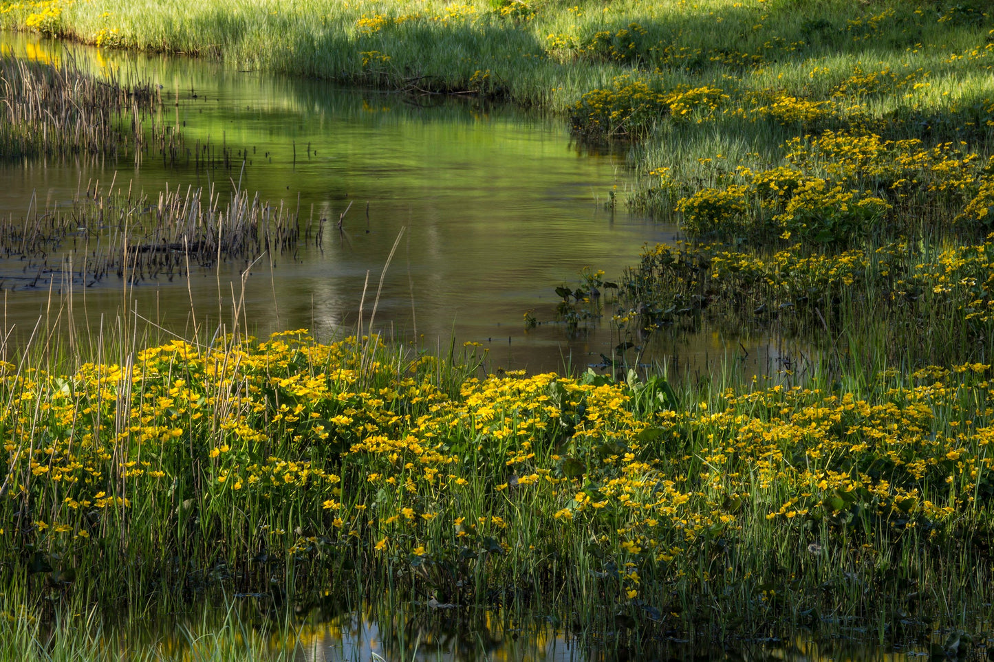 Marsh Marigold  20 Seeds  Caltha palustris