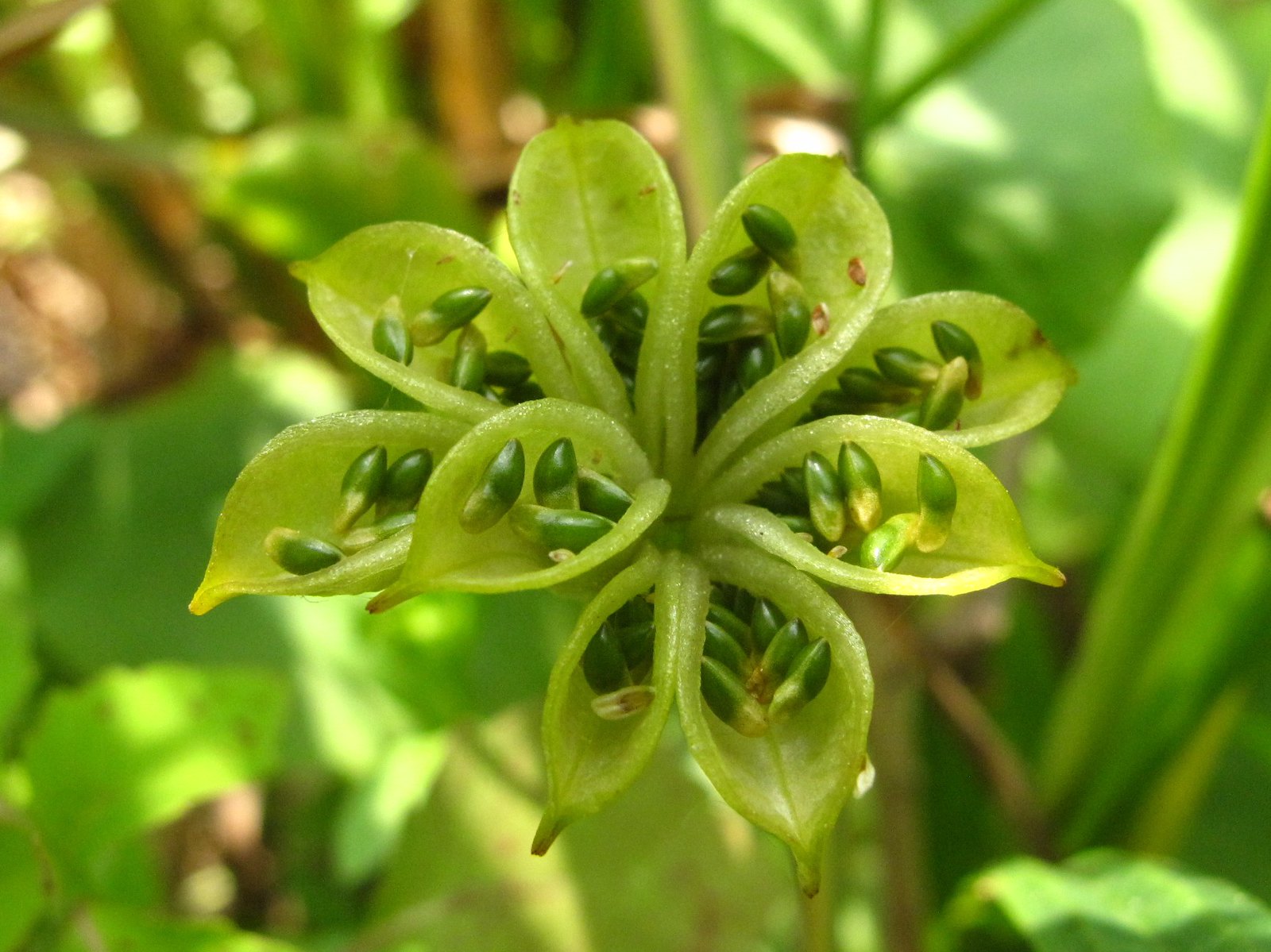 marsh marigold seeds for sale Marsh Marigold 20 Seeds Caltha palustris – R&B Floridaseeds
