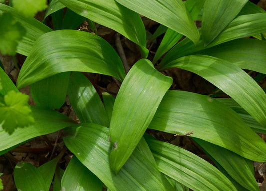 Wild Leek Allium tricoccum 20 Seeds