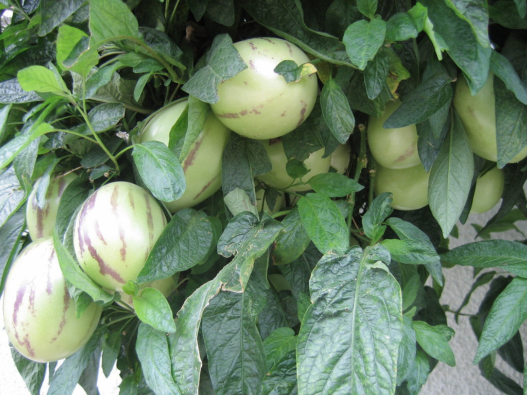 Pepino Melon 10 Seeds Solanum muricatum