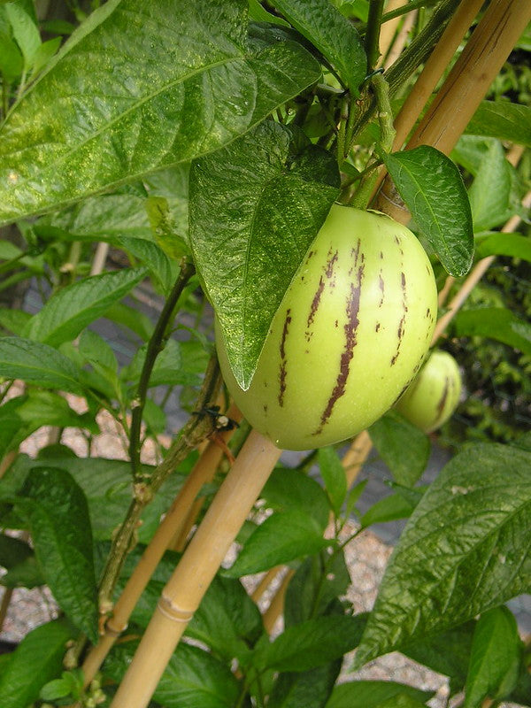 Pepino Melon 10 Seeds Solanum muricatum