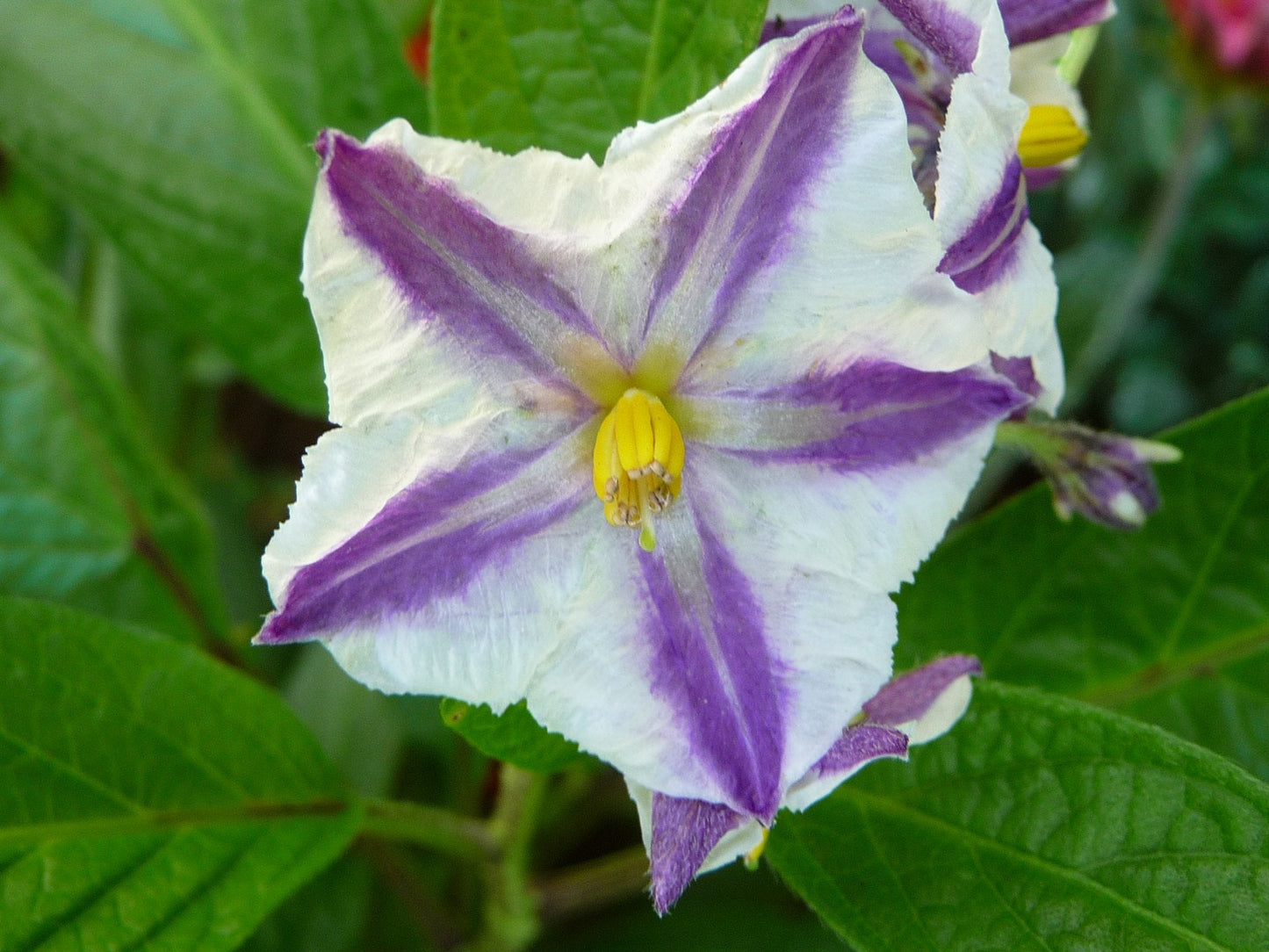 Pepino Melon 10 Seeds Solanum muricatum