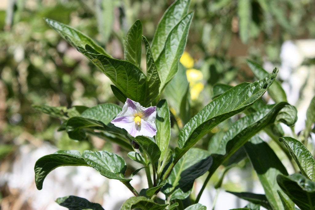 Pepino Melon 10 Seeds Solanum muricatum