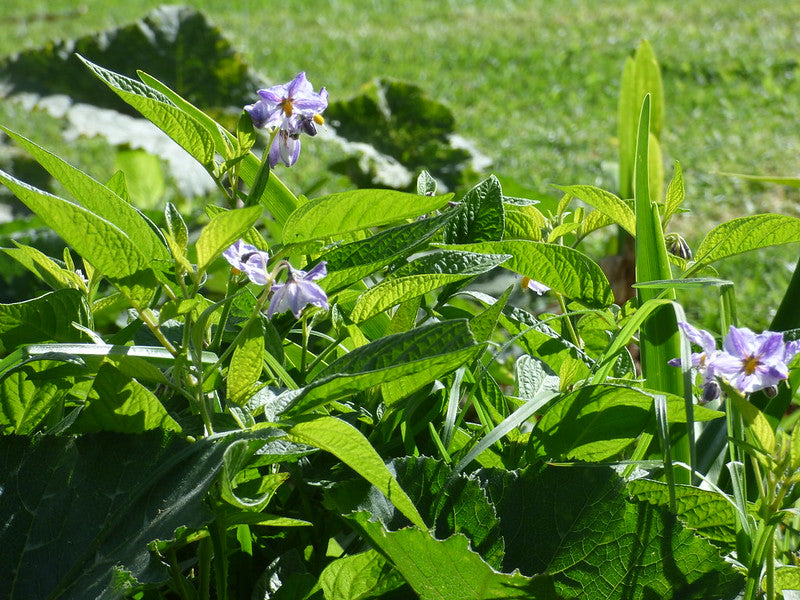 Pepino Melon 10 Seeds Solanum muricatum