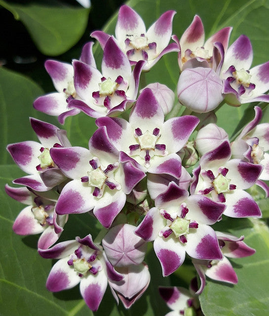Crown Flower  20 Seeds  Calotropis procera
