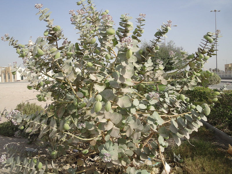 Crown Flower  20 Seeds  Calotropis procera