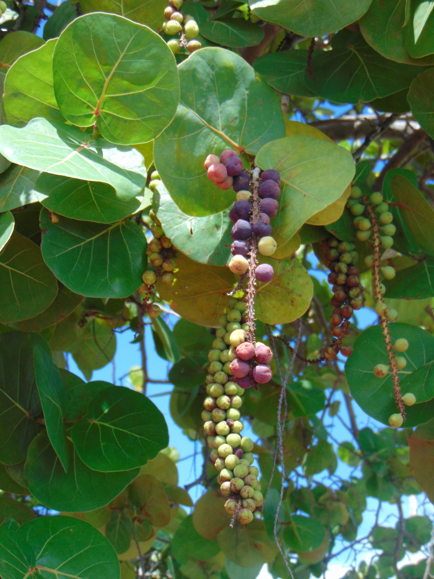 Sea Grape  100 Seeds  Coccoloba uvifera