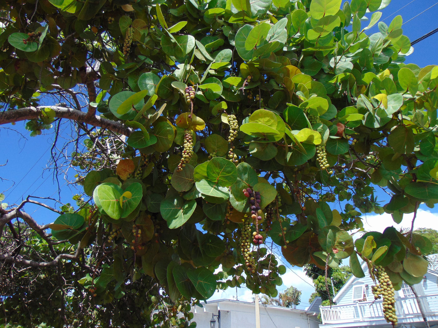Sea Grape  100 Seeds  Coccoloba uvifera
