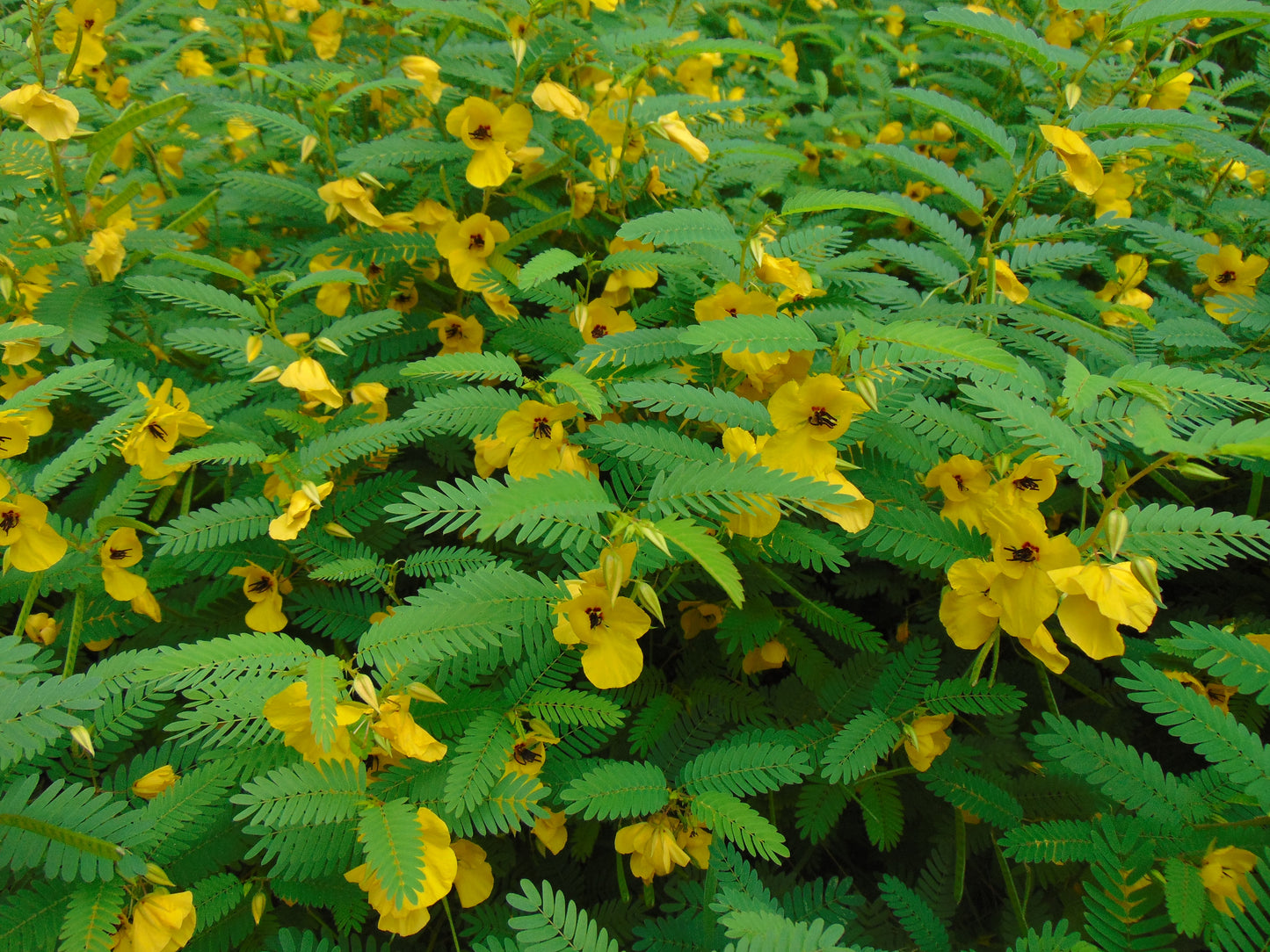 Partridge Pea  Chamaecrista fasciculata  100 Seeds