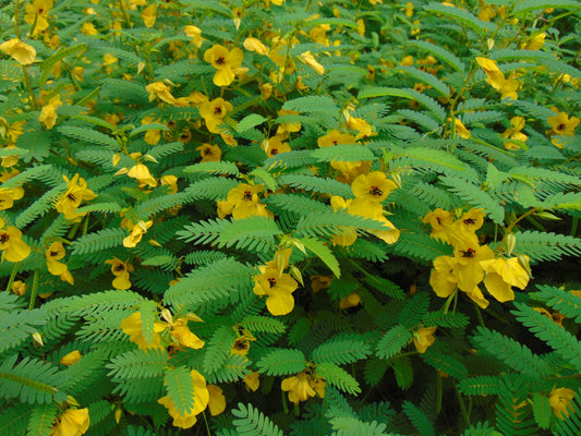 Partridge Pea  Chamaecrista fasciculata  100 Seeds