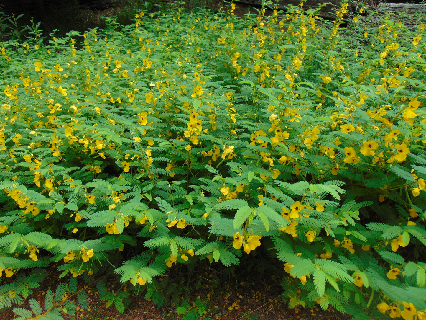 Partridge Pea  Chamaecrista fasciculata  100 Seeds
