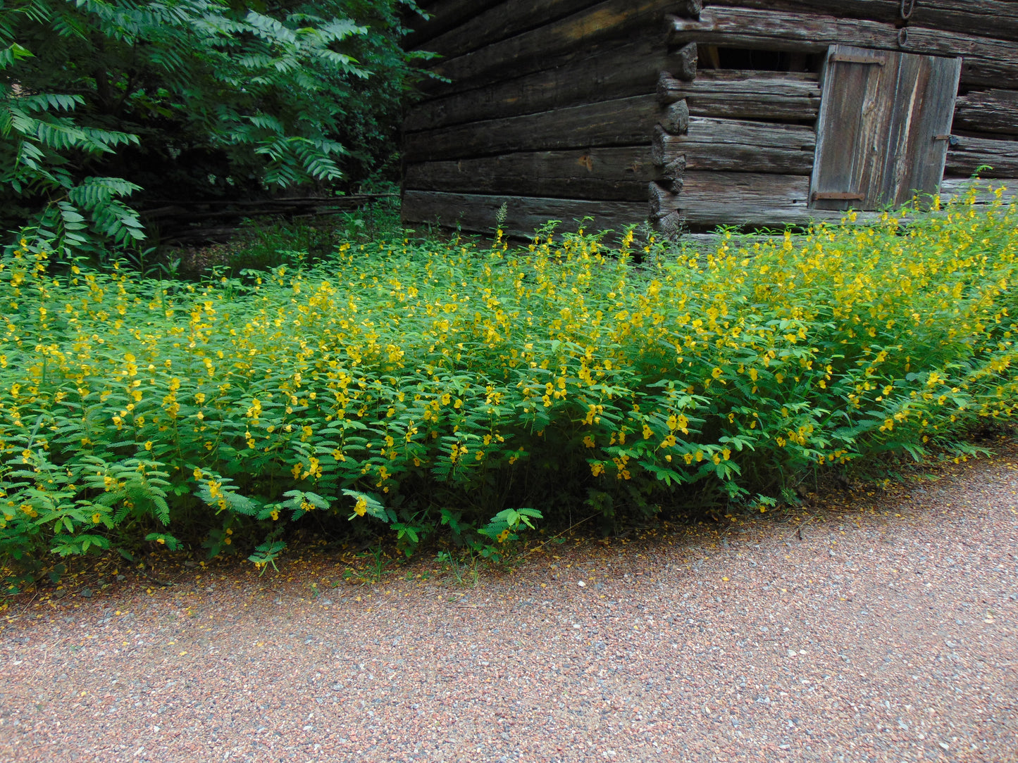 Partridge Pea  Chamaecrista fasciculata  100 Seeds