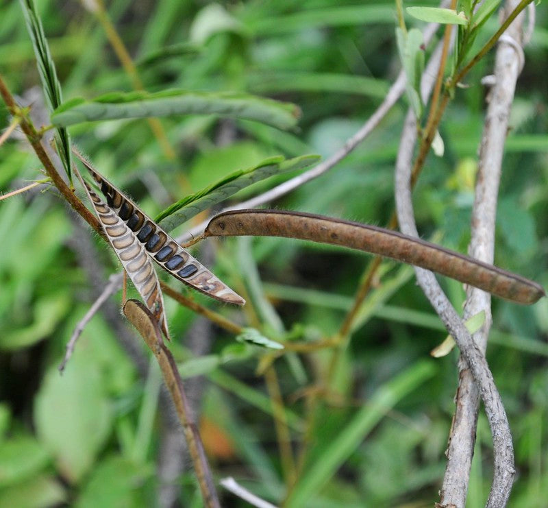 Partridge Pea  Chamaecrista fasciculata  100 Seeds