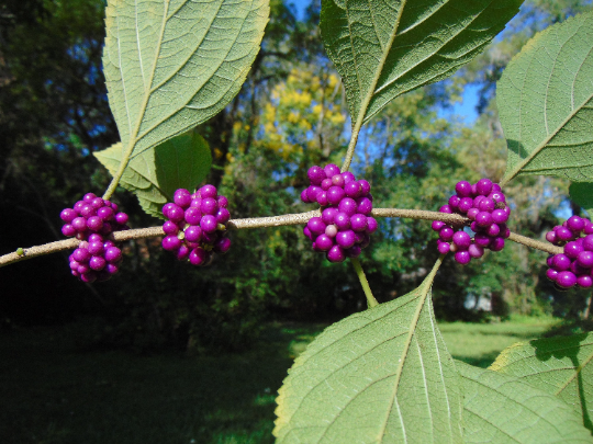 American Beautyberry  Callicarpa americana  100 Seeds