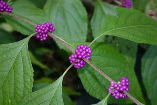 American Beautyberry  Callicarpa americana  100 Seeds