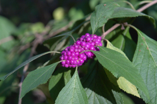 American Beautyberry  Callicarpa americana  100 Seeds