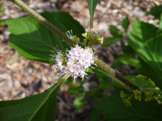American Beautyberry  Callicarpa americana  100 Seeds