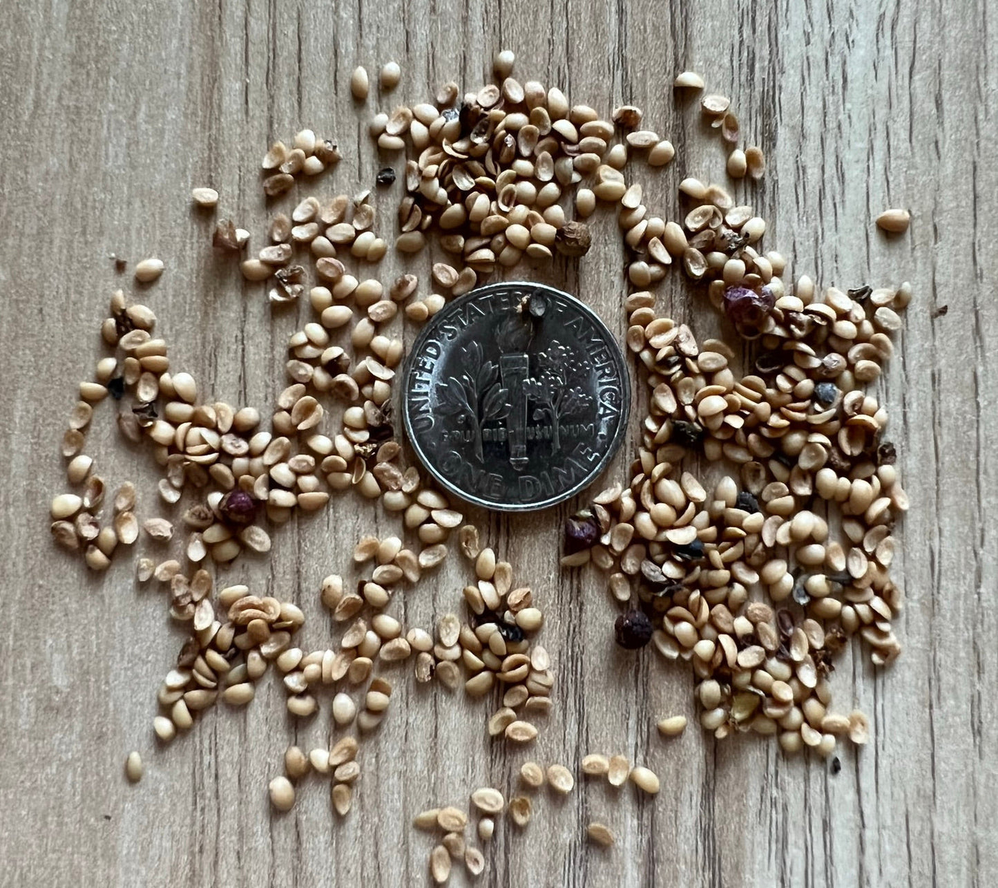 American Beautyberry  Callicarpa americana  100 Seeds