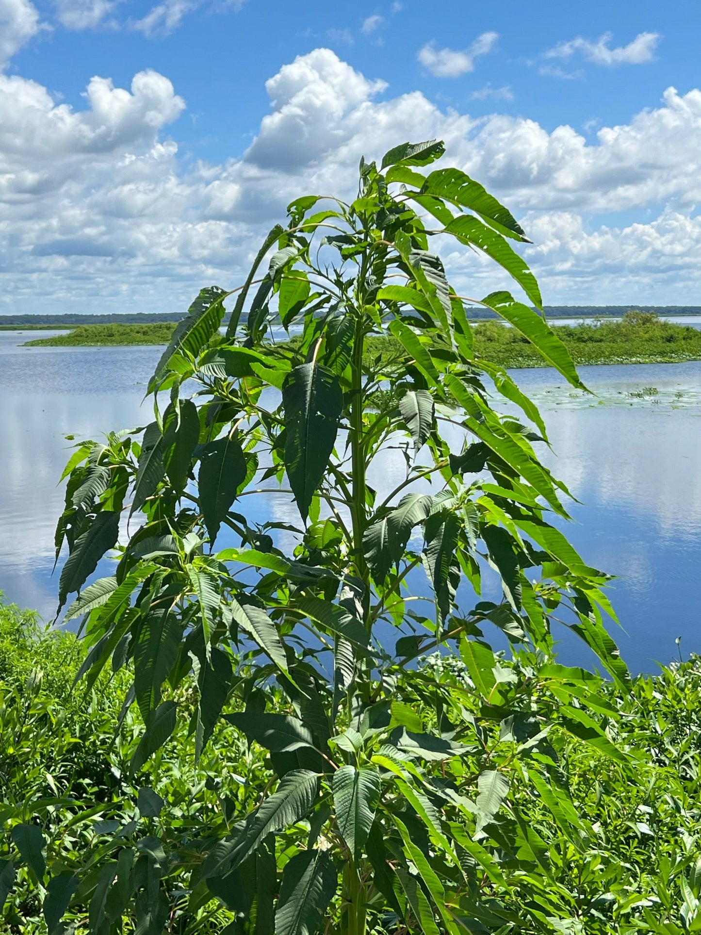 Giant Amaranth  100 Seeds  Amaranthus australis