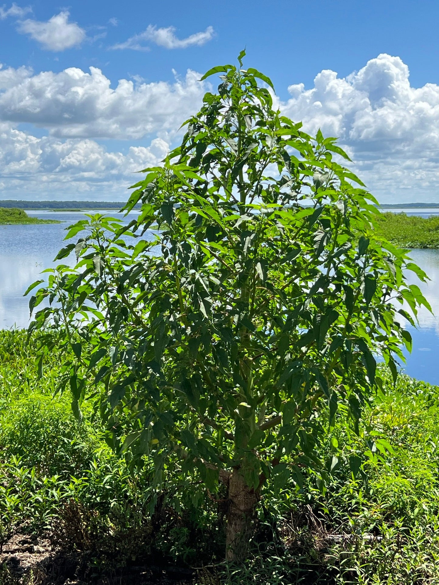 Giant Amaranth  100 Seeds  Amaranthus australis