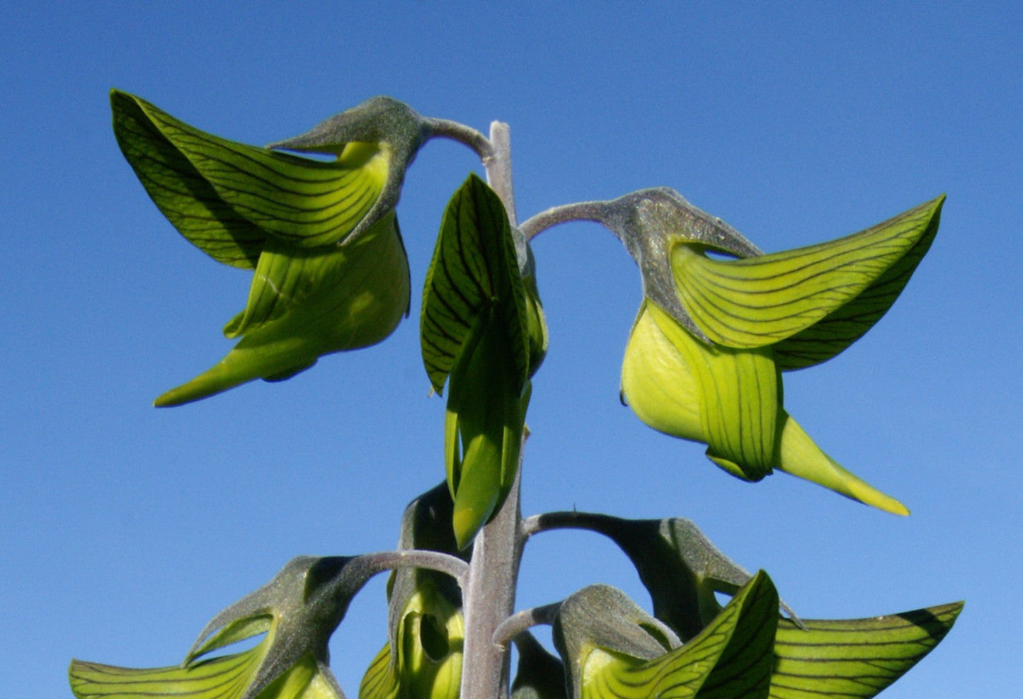 regal bird flower seeds Green Birdflower 5 Seeds Crotalaria cunninghamii – R&B Floridaseeds