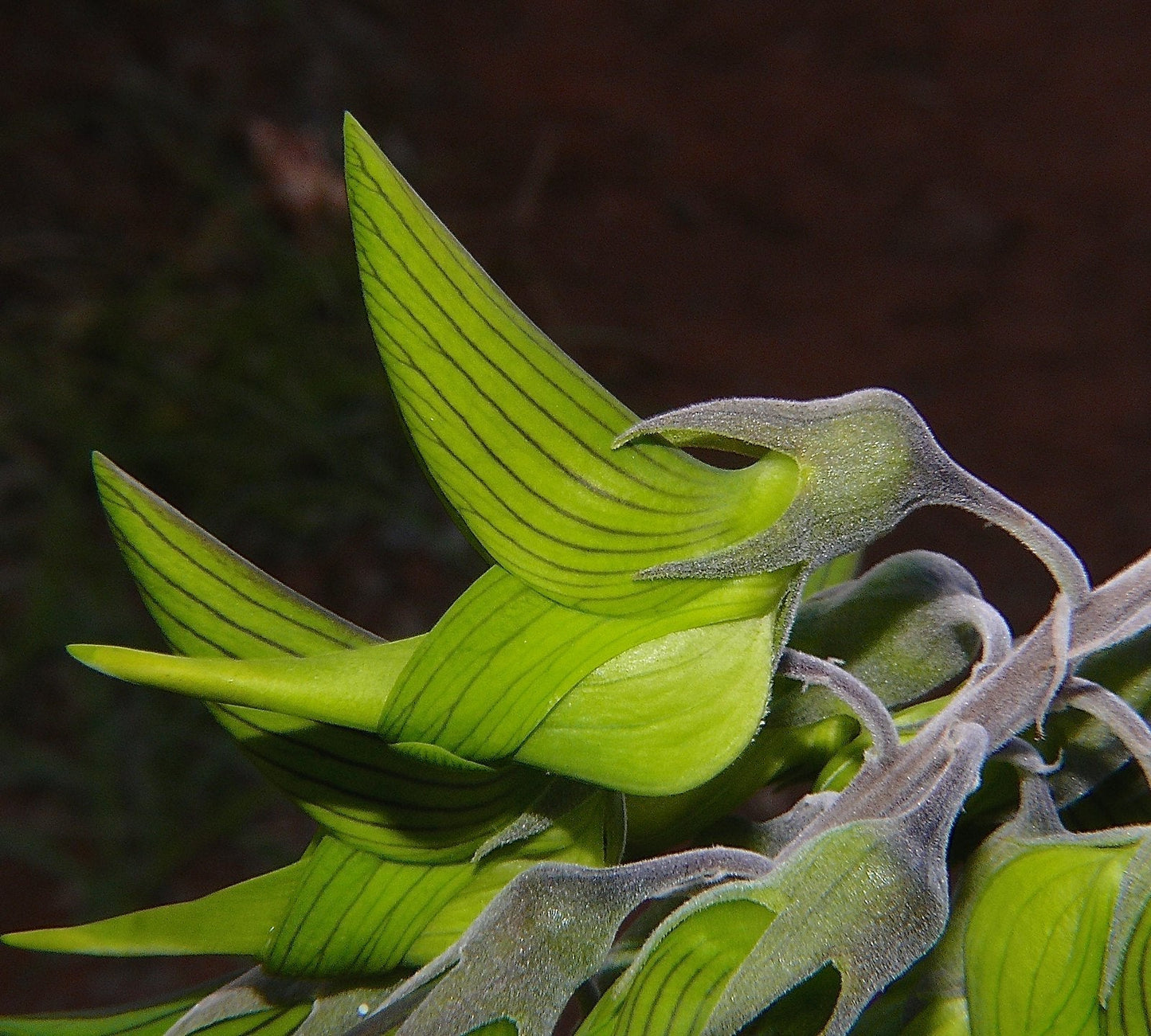 Green Birdflower 5 Seeds Crotalaria cunninghamii