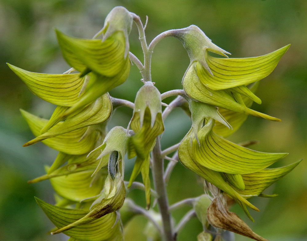 green birdflower plant seeds Green Birdflower 5 Seeds Crotalaria cunninghamii – R&B Floridaseeds
