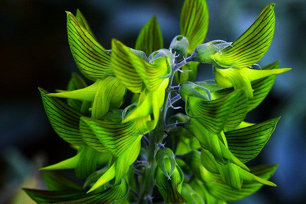 Green Birdflower 5 Seeds Crotalaria cunninghamii