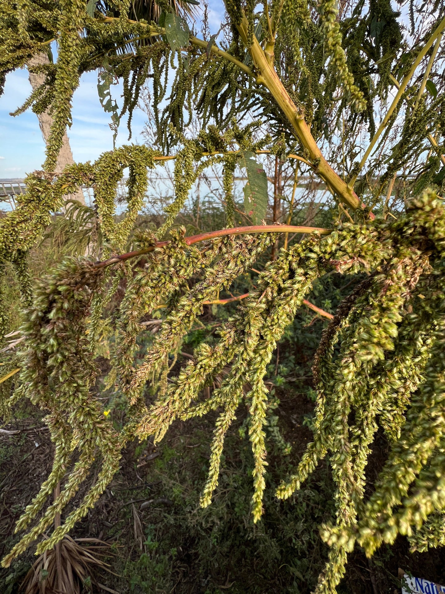 Giant Amaranth  100 Seeds  Amaranthus australis