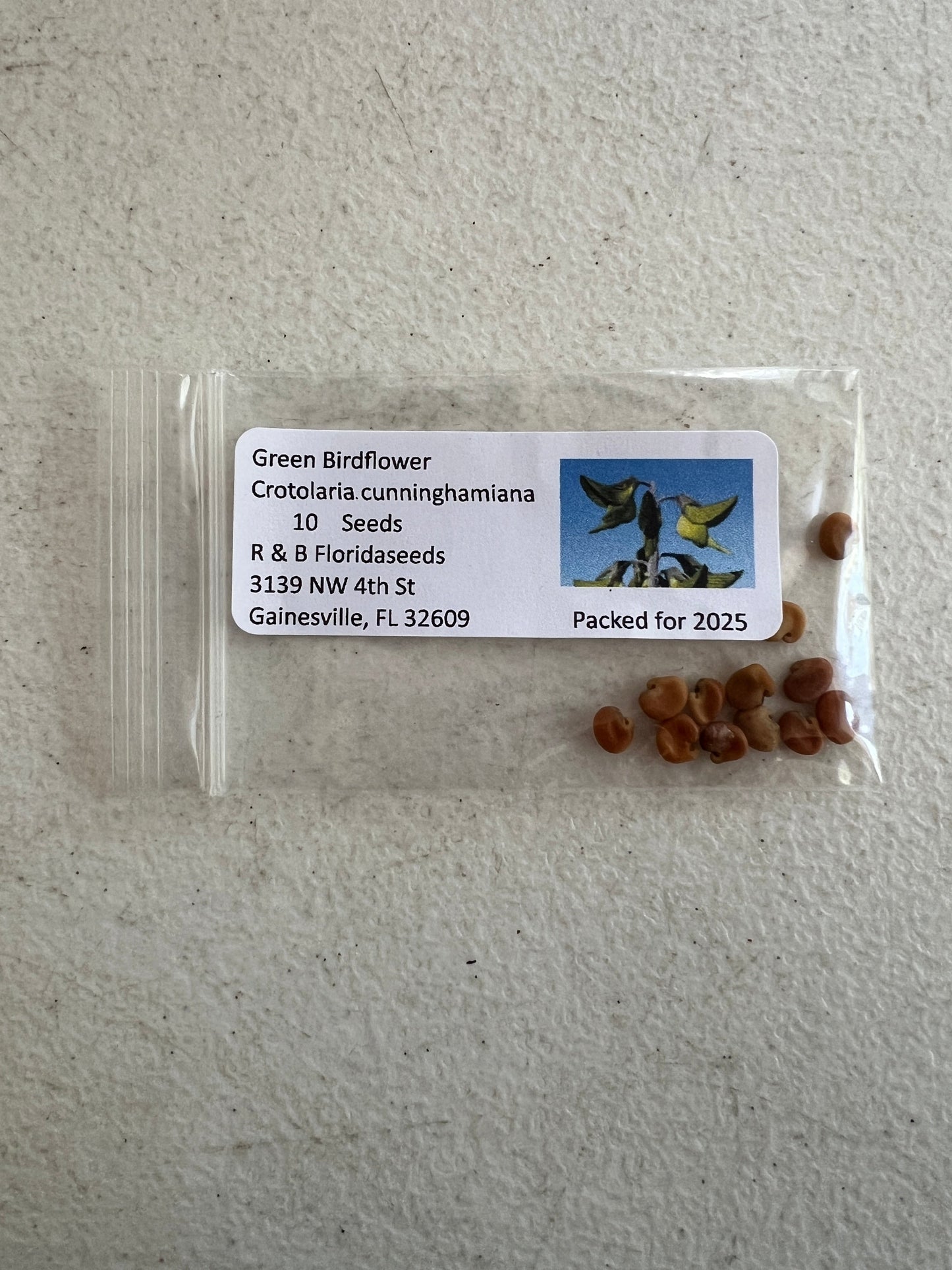 Green Birdflower 5 Seeds Crotalaria cunninghamii