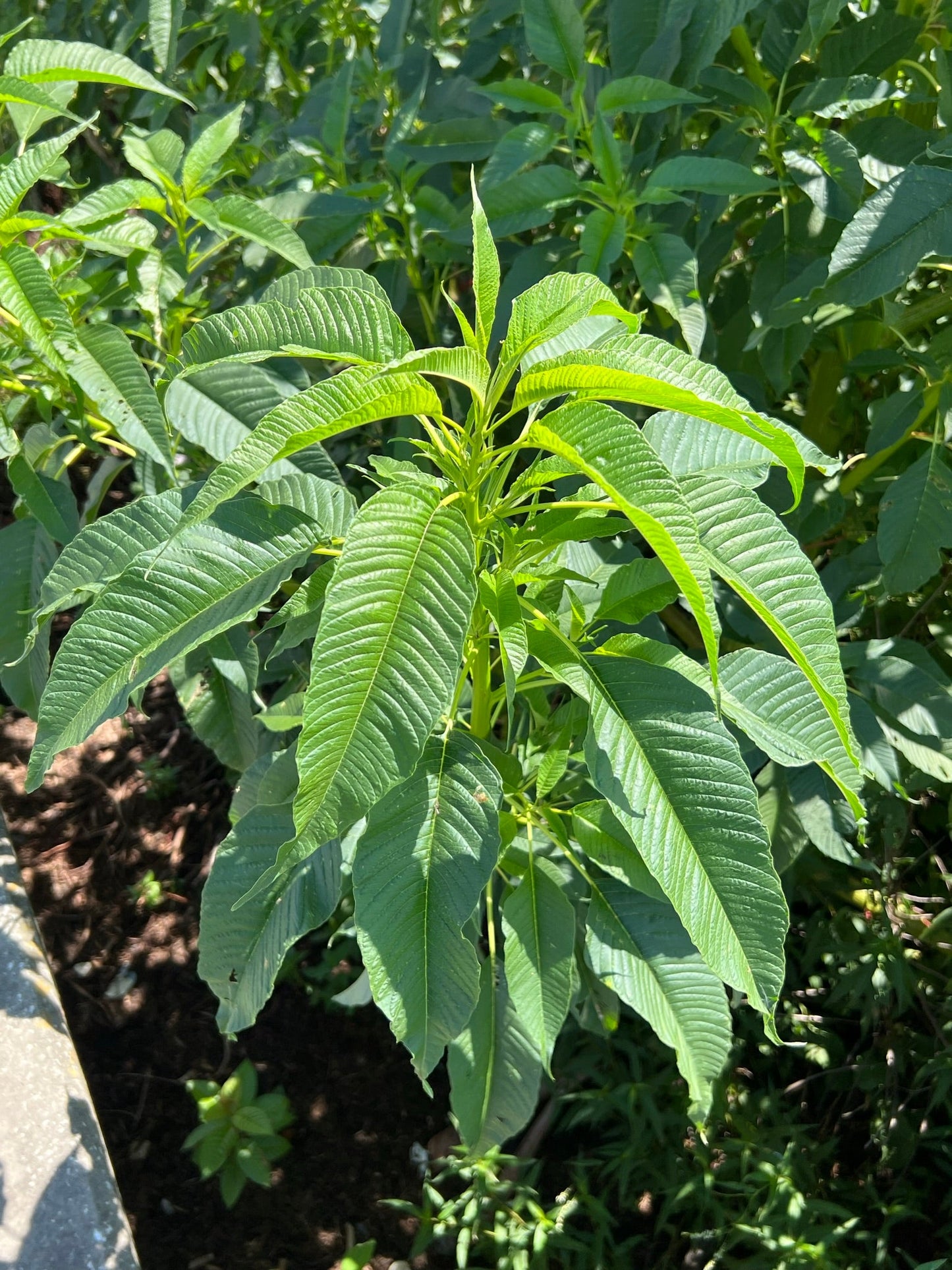 Giant Amaranth  100 Seeds  Amaranthus australis