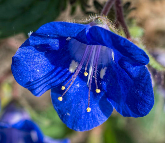 California Bluebell 100 Seeds Phacelia campanularia