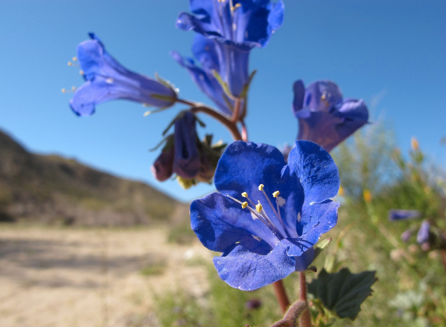 California Bluebell 100 Seeds Phacelia campanularia