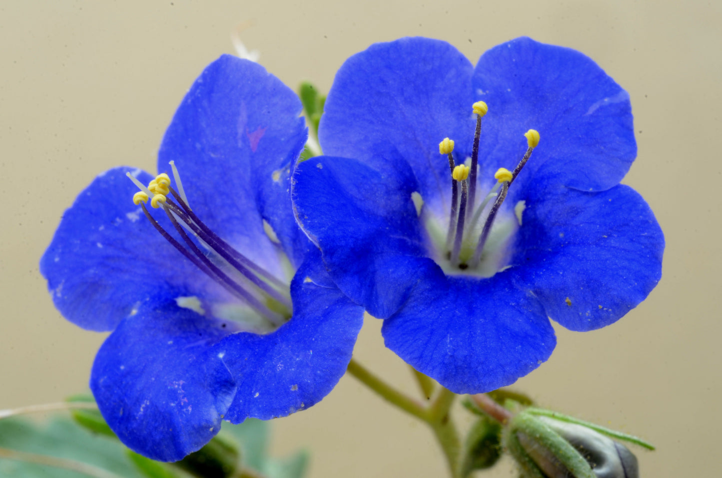 California Bluebell 100 Seeds Phacelia campanularia