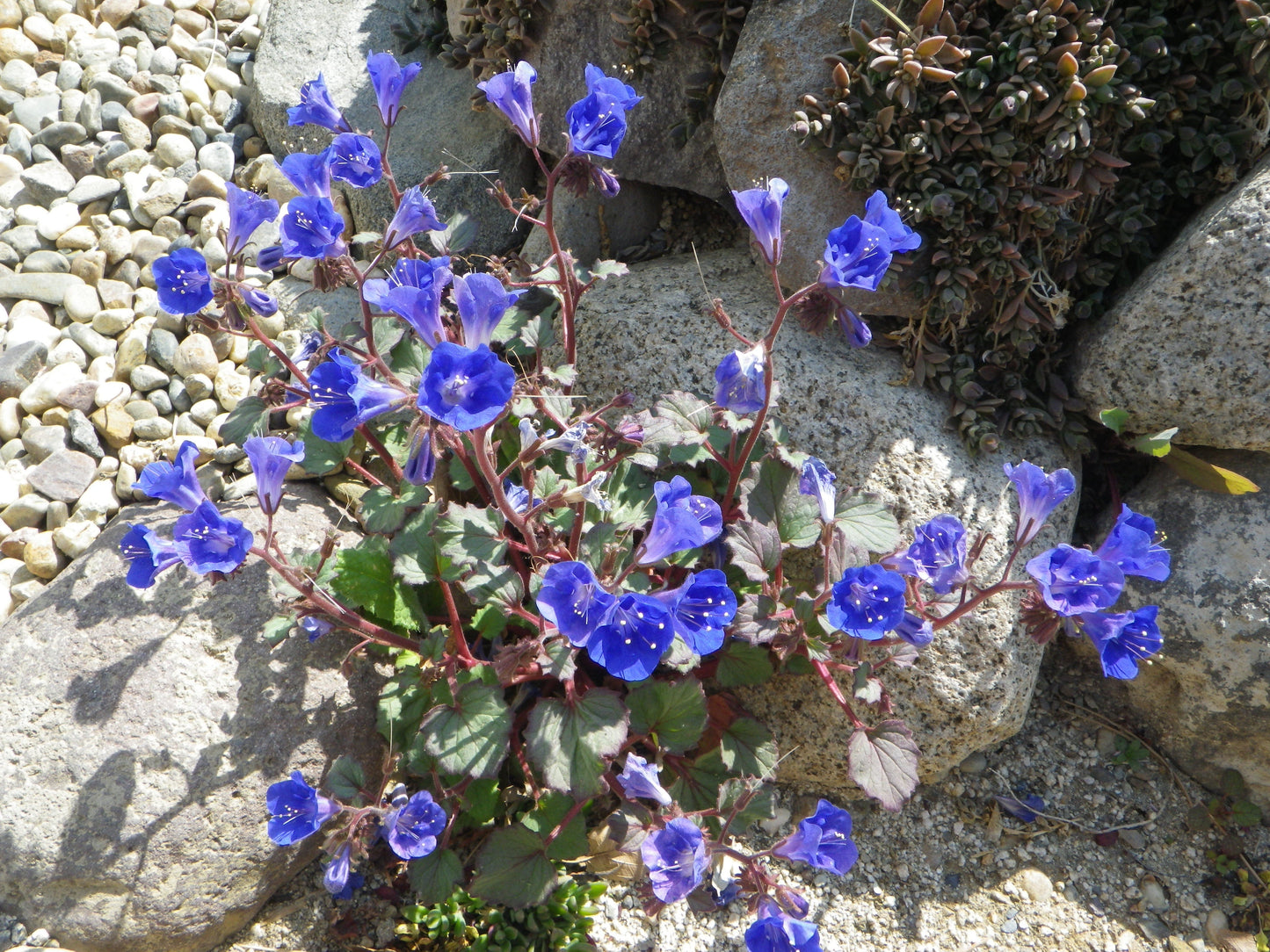 California Bluebell 100 Seeds Phacelia campanularia