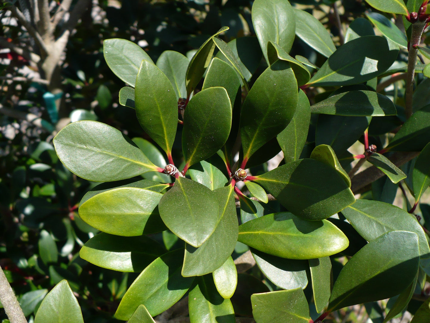 Japanese cleyera  10 Seeds  Ternstroemia gymnanthera