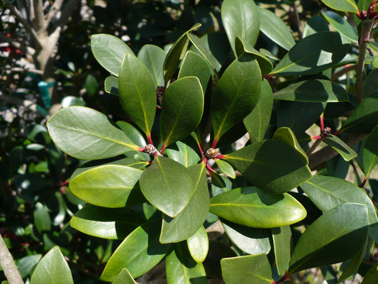 Japanese cleyera  10 Seeds  Ternstroemia gymnanthera