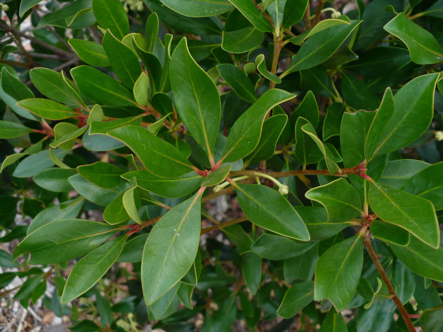 Japanese cleyera  10 Seeds  Ternstroemia gymnanthera